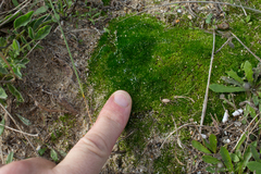 Bryum dunense