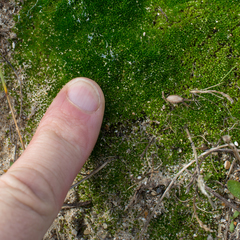 Bryum dunense