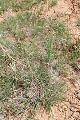 Eragrostis bicolor