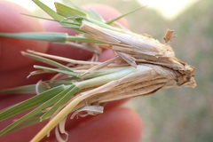 Eragrostis bicolor