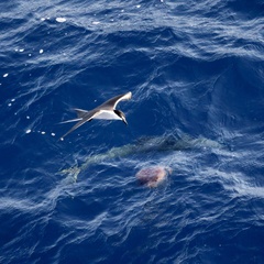 Onychoprion anaethetus