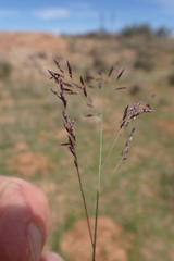 Eragrostis bicolor