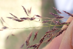 Eragrostis bicolor