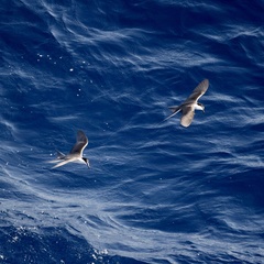 Onychoprion anaethetus