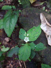 Spigelia carnosa
