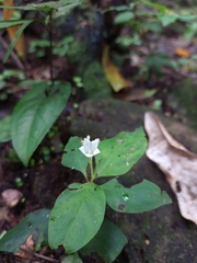 Spigelia carnosa