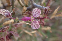 Polygala ephedroides