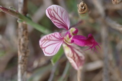 Polygala ephedroides