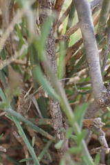 Polygala ephedroides