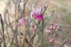 Polygala ephedroides