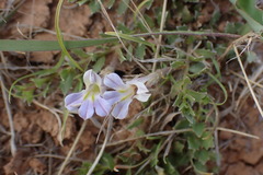 Lobelia thermalis