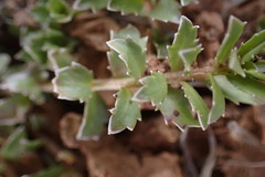 Lobelia thermalis