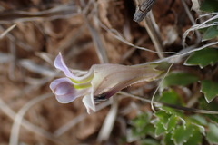 Lobelia thermalis