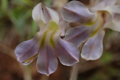 Lobelia thermalis