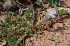 Lobelia thermalis