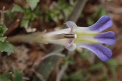 Lobelia thermalis