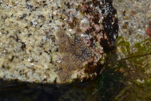 photo of Star Tunicate (Botryllus schlosseri)