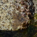 photo of Star Tunicate (Botryllus schlosseri)