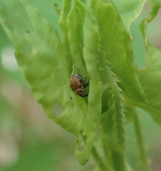 Rhinoncomimus latipes