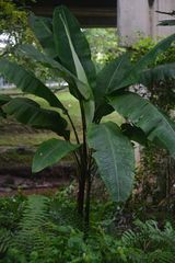 Musa acuminata