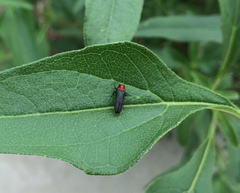 Agrilus huachucae