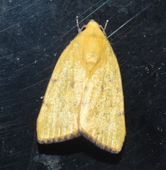 Earias luteolaria