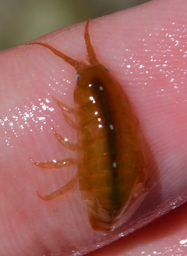 photo of Baltic Isopod (Idotea balthica)