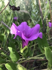 Ipomoea oblongata