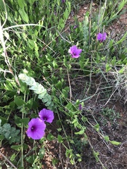 Ipomoea oblongata