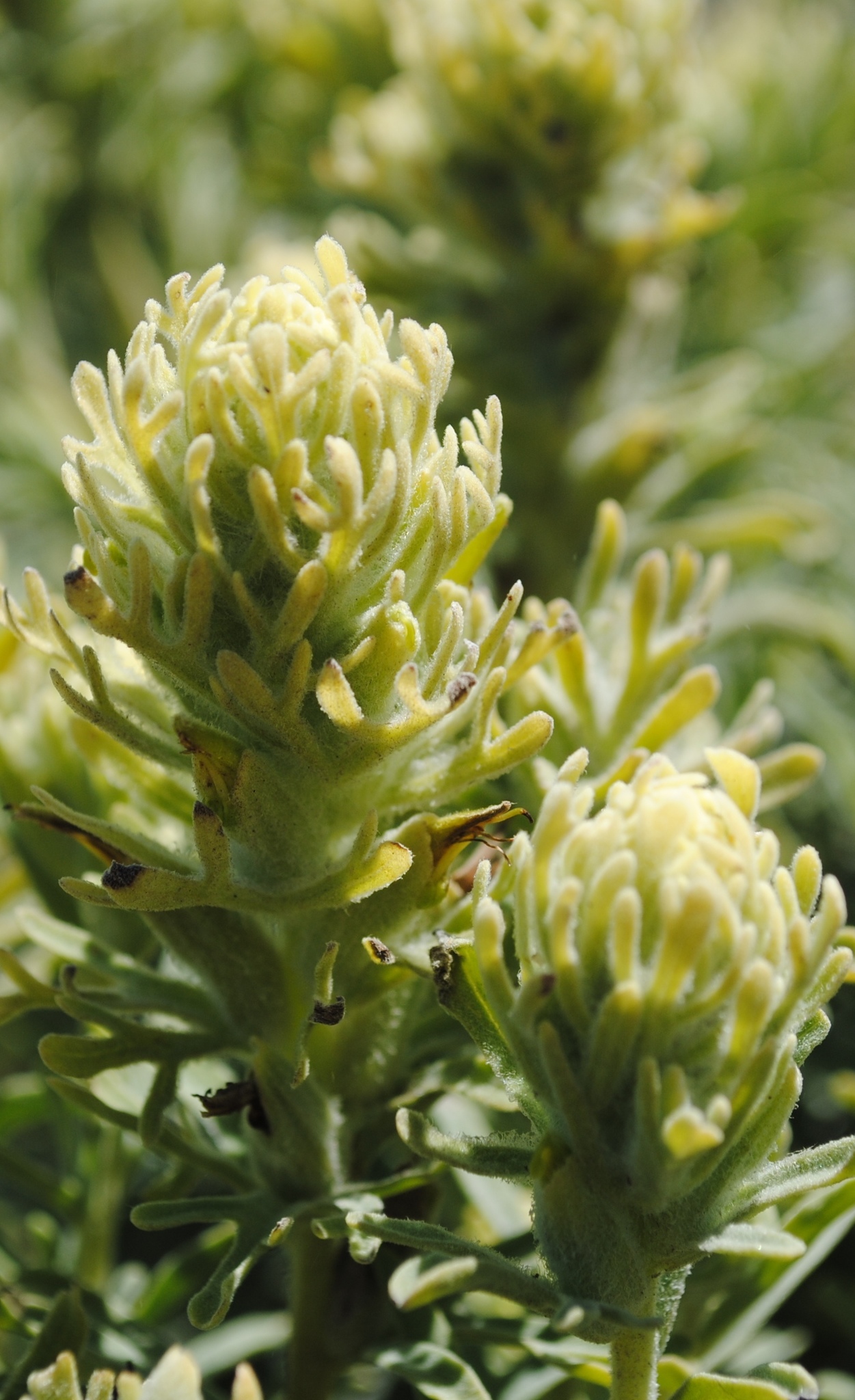 Castilleja grisea