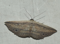Hyposada hydrocampata