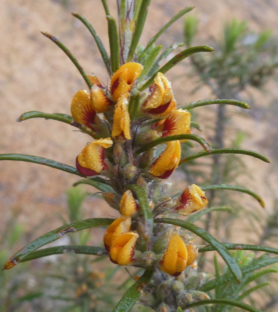 Gastrolobium stipulare