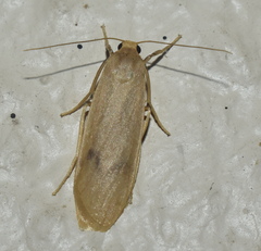 Dolgoma xanthoma