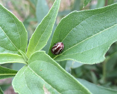 Zygogramma arizonica