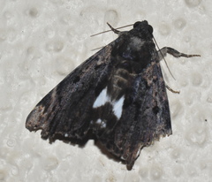 Catephia