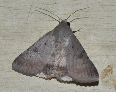 Pandesma anysa