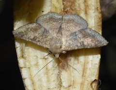Ericeia elongata