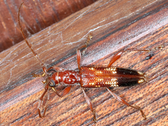 Coptocercus aberrans
