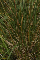 Poa sibirica