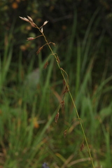 Poa sibirica