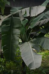 Musa acuminata