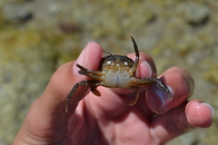 Liocarcinus navigator