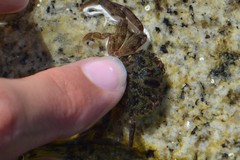 Liocarcinus navigator