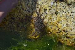 Liocarcinus navigator