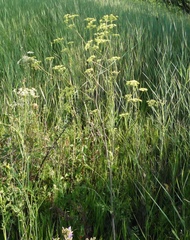 Peucedanum alsaticum