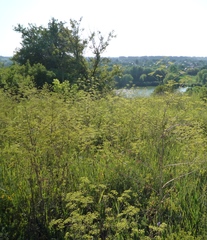 Peucedanum alsaticum