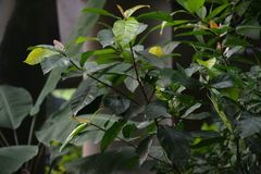 Ficus fistulosa