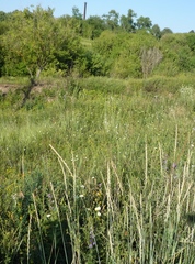 Thinopyrum intermedium