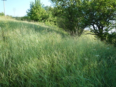 Thinopyrum intermedium