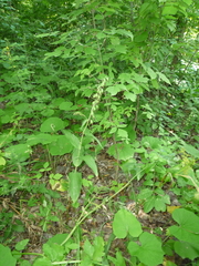 Epipactis helleborine